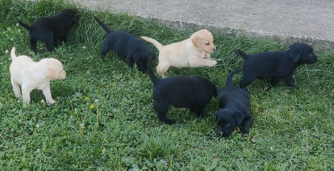 Labrador retriver štenci na prodaju