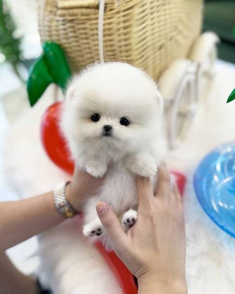 Štenci pomeranskog špica Teacup