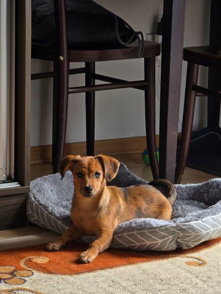 Ženka (mešanac čivave i jazavičara)