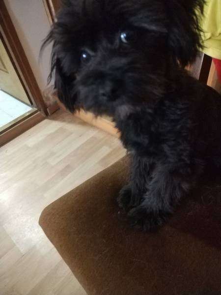 MALTIPOO štene