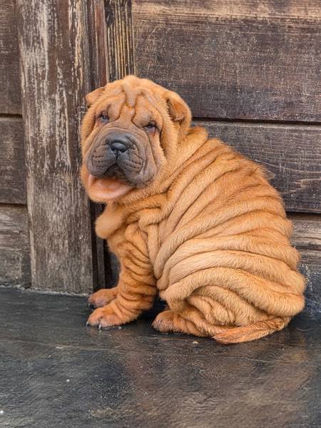 Sar pej KAO SA REKLAME prvoklasni shar pei