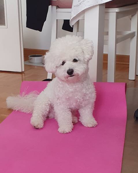 Kovrdzavi bišon, mužjak 2 god.,  za parenje