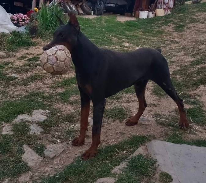 Doberman 