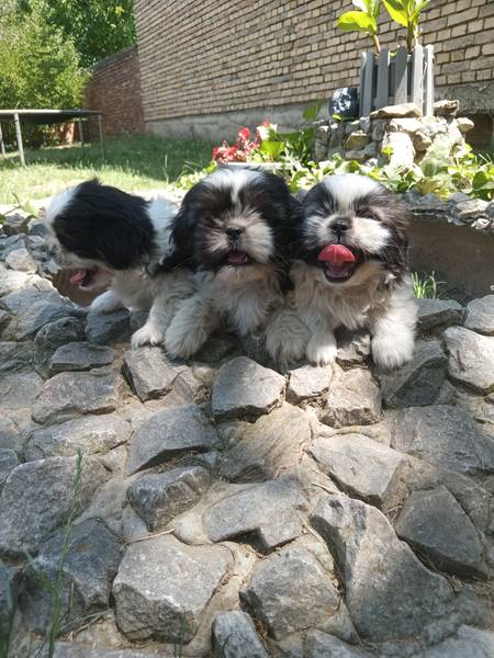 Si cu