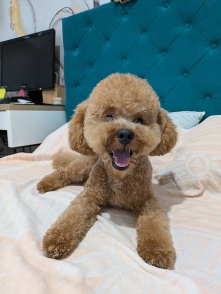 Hari Poter trazi devojku 