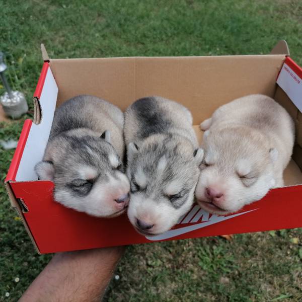 Na prodaju čistokrvi štenci Sibirskog haskija 