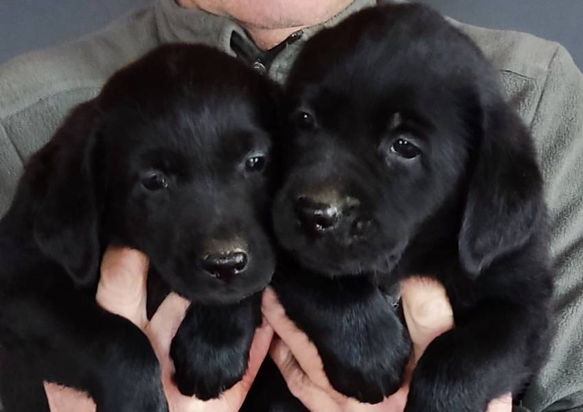 Labrador Retriver crni štenci sa papirima