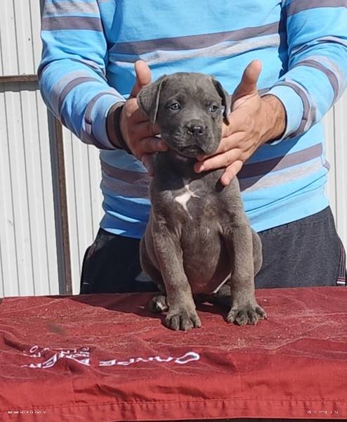 Kane Korso Cane Corso 