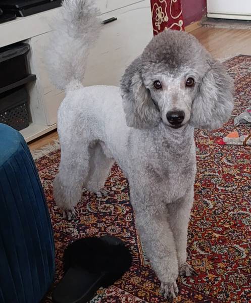 Đorđo traži devojku