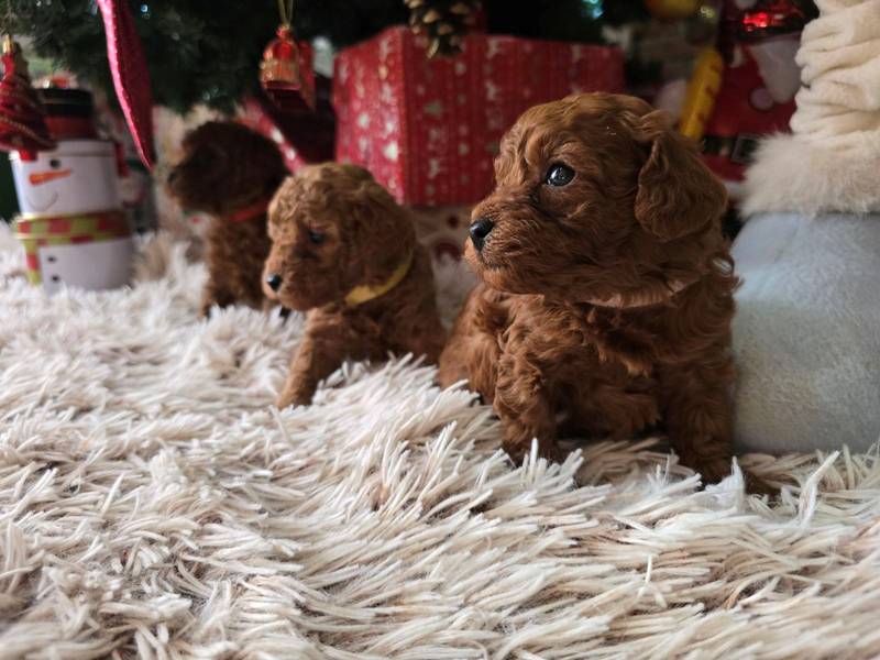 Toy Crvene Pudle/Crvena Pudla - štenci