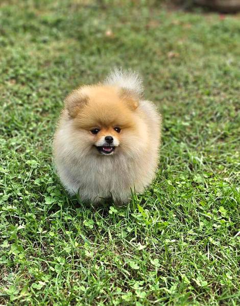 Pomeranac Boo