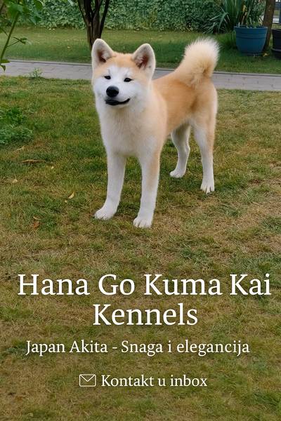 Akita-Inu - šampionska linija-6meseci-žensko štene