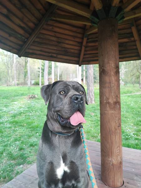 Cane corso muzjak za parenje 