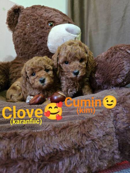 TOY Crvene Pudle/Crvena Pudla - štenci mužjak i ženka