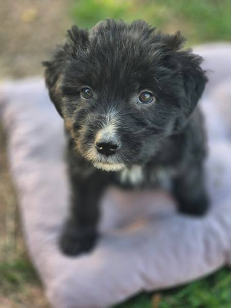 Štene za udomljavanje