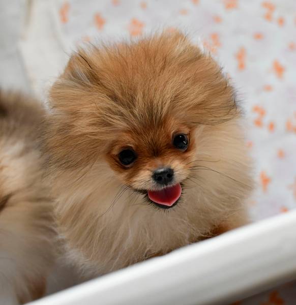 Pomeranac štenci – muško i žensko, mini tip