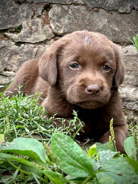 Čokoladni labrador štenci