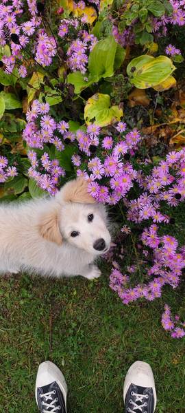 Samojed Jiraya (Mešanac)