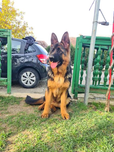 Štenci nemačkog ovčara 