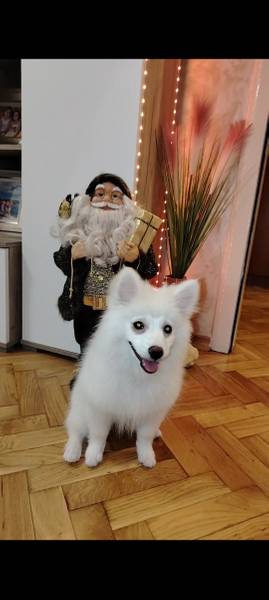 Štene nemačkog špica