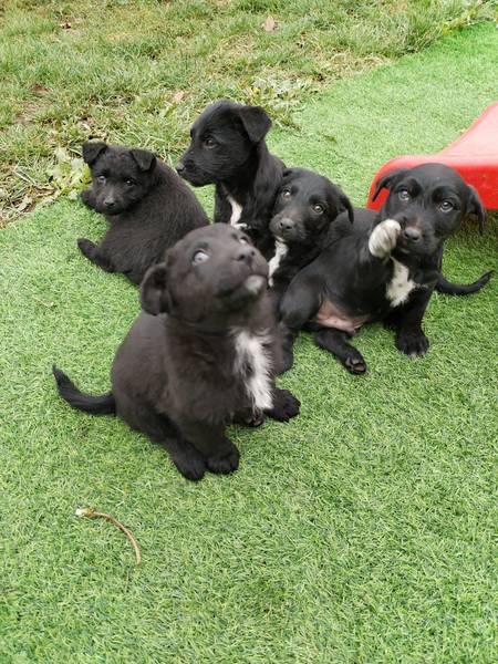 Pet štenaca traže dom