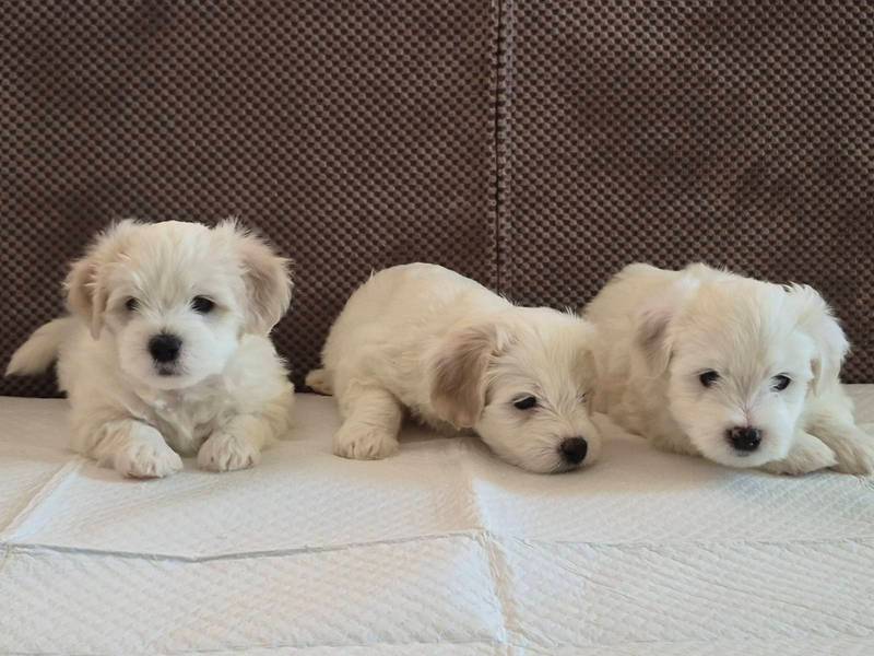 Štenci Tulearskog psa (Koton)