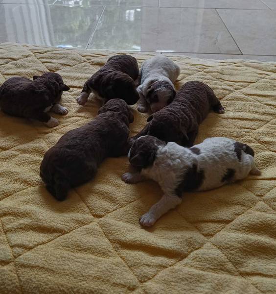 Stenci lagotto romagnolo