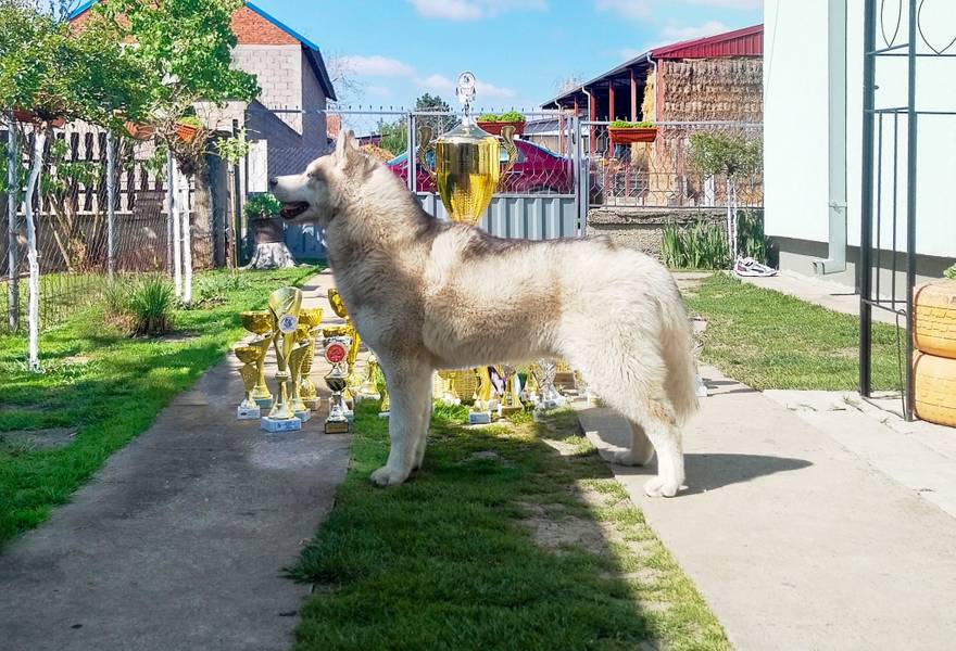 Sibirski haski,6 meseca stari
