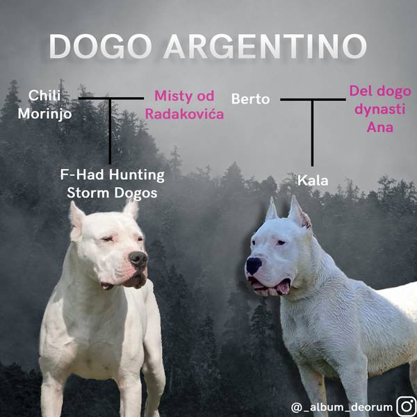 Dogo Argentino štenci