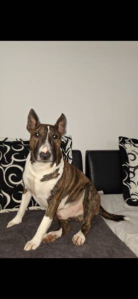 Muzjak Bull Terijera za parenje