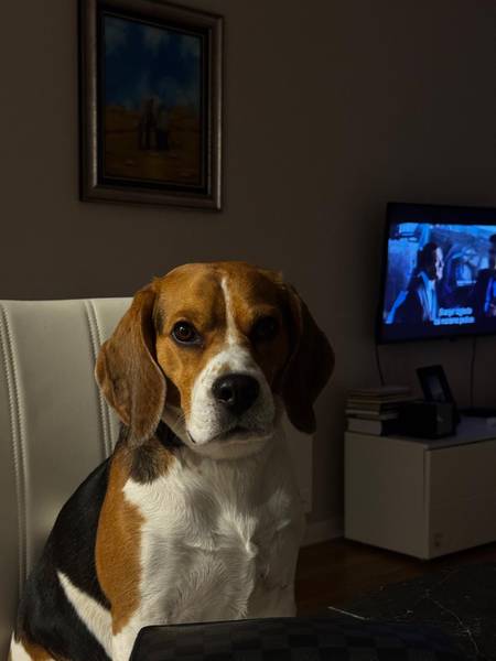 Muski beagle za parenje