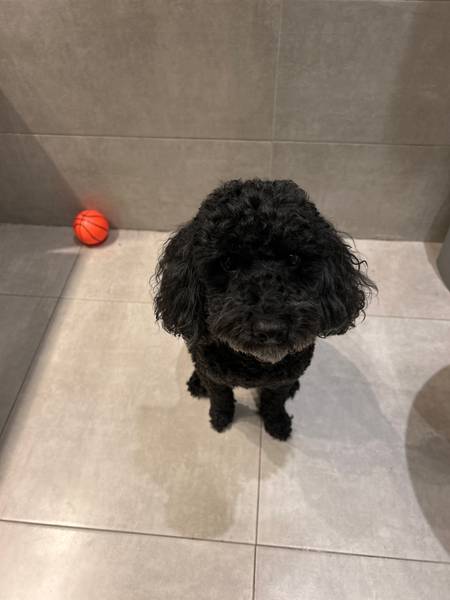 Gaša trazi devojku za parenje