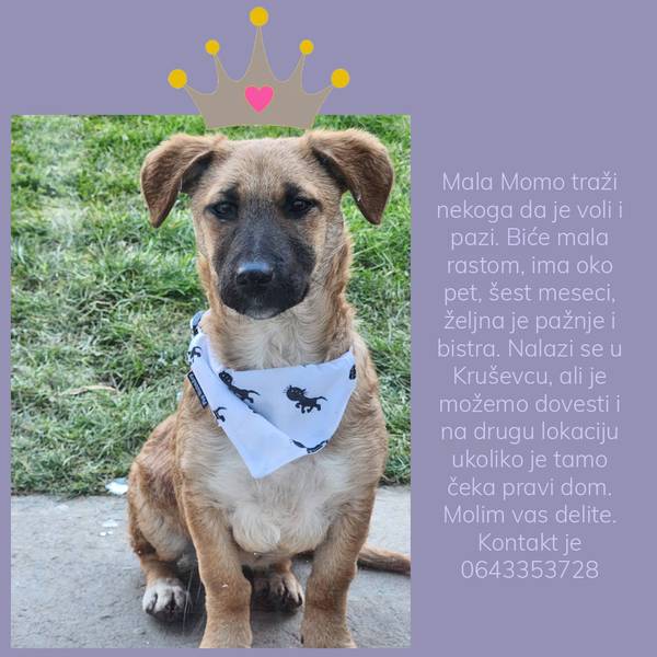 Mala Momo traži dom