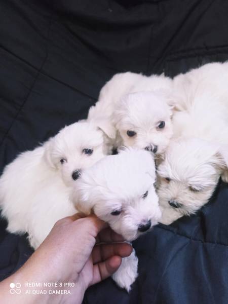 Mini maltezeri
