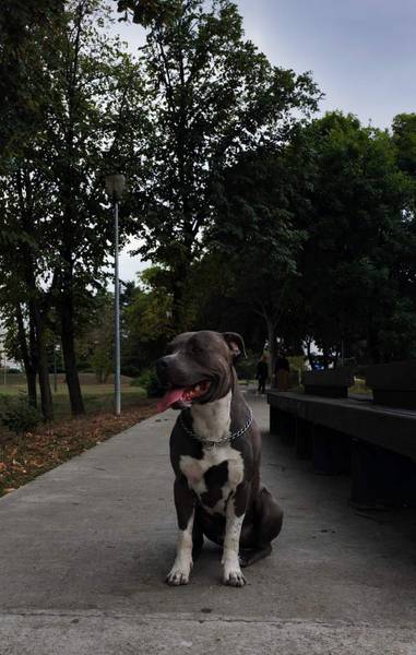 Američki stafordski terijer-mužijak za parenje