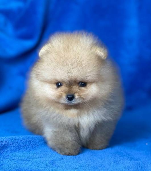 Pomeranac Boo