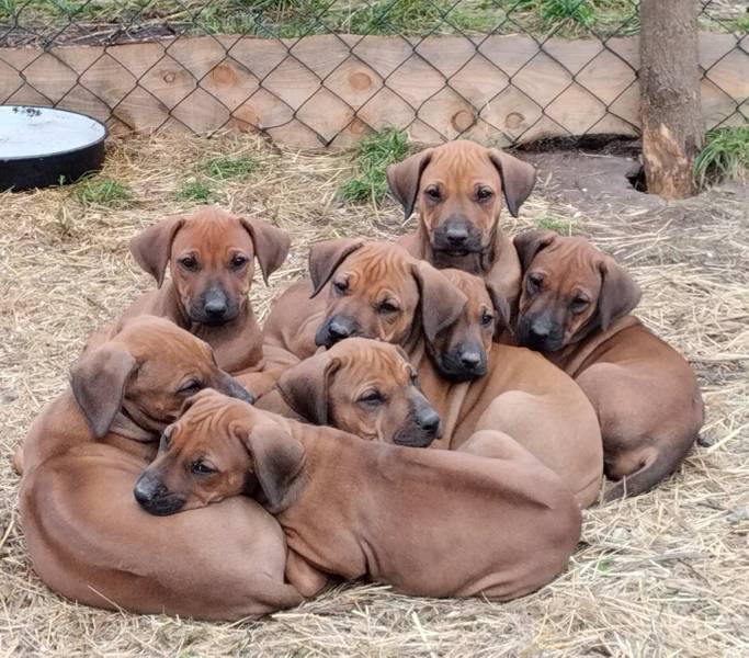 Rodezijski Ridzbek štenci