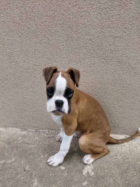 Stenci nemackog boksera