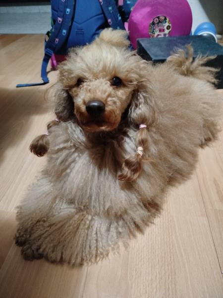 Patuljasta fawn pudla
