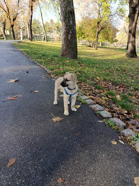 Dabi bi voleo topao i večni dom