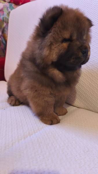 Chow Chow (Čau Čau)