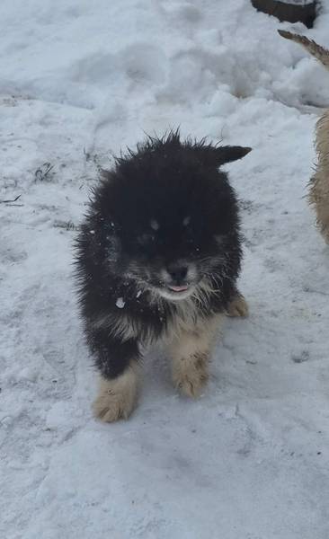 Mesanac od majke samojeda