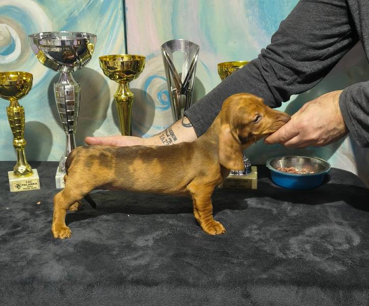 Jazavicar kratodlaki