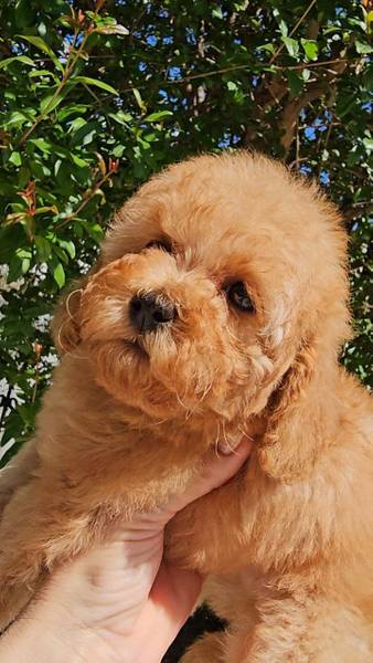Lime - Toy Poodle male Apricot, garantovano sitni Toy od vrlo sitnih sampiona roditelja