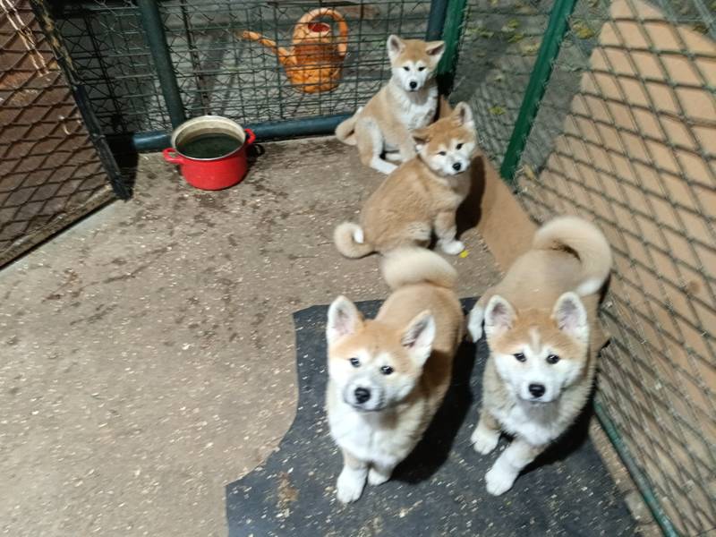 Akita Inu stenci AKCIJA