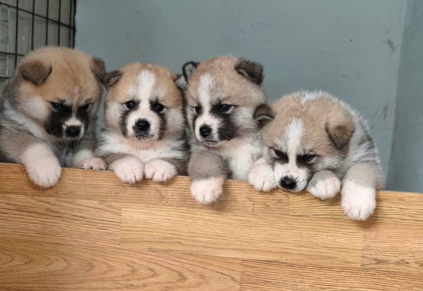 Stenci Akita Inu (Japanska Akita)