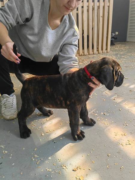 Cane corso stenci