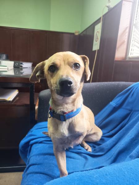 Mali heroj traži dom