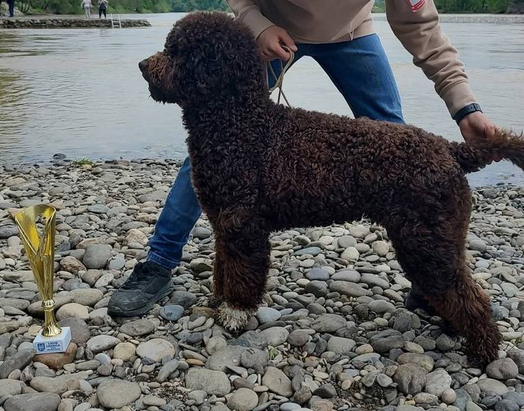 Lagotto romagnolo za parenje 