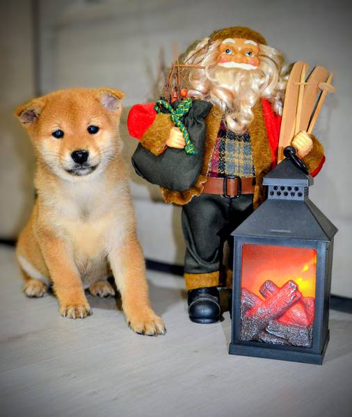 Šiba inu štenci - Shiba Inu